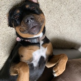 Entry image for Lily 