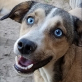 Entry image for Frankie