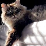 Entry image for Charlie