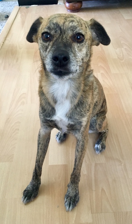 Entry image for Duke. Clicking this image will show a larger photo