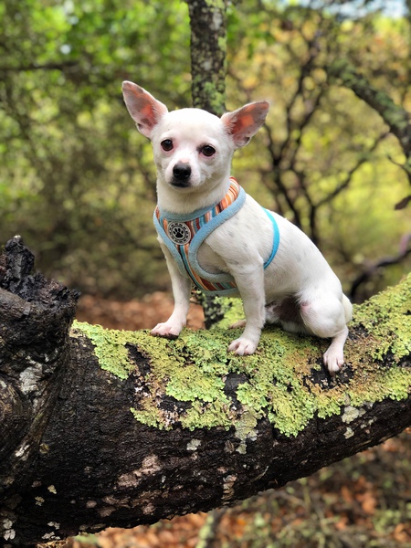 Entry image for Bou. Clicking this image will show a larger photo