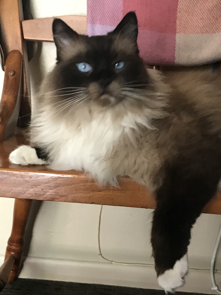 Entry image for Brady. Clicking this image will show a larger photo