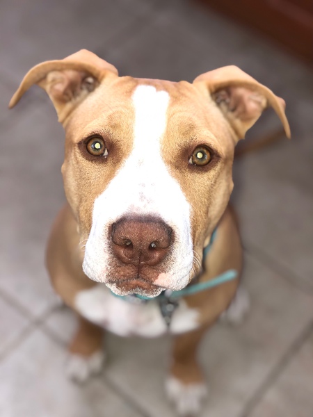 Entry image for Luna. Clicking this image will show a larger photo