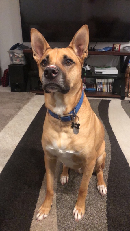 Entry image for Hercules. Clicking this image will show a larger photo