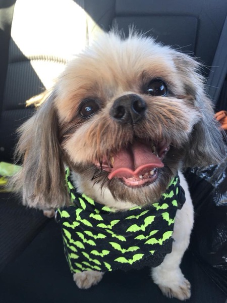 Entry image for Pike. Clicking this image will show a larger photo