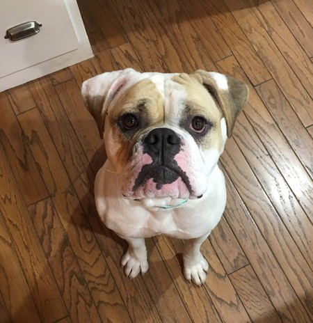 Entry image for Saura. Clicking this image will show a larger photo