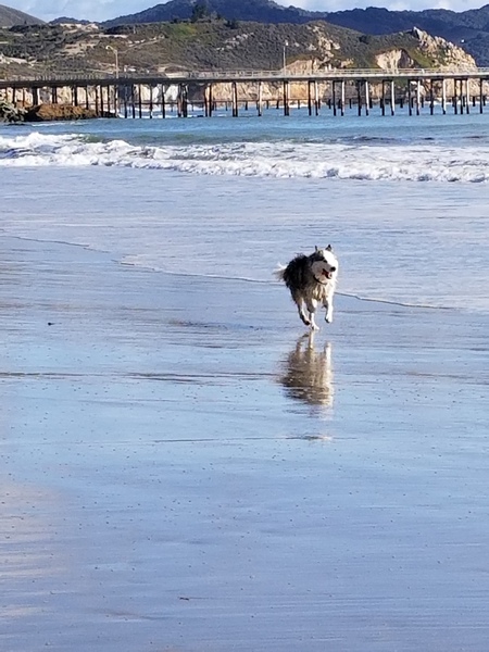 Entry image for Maverick. Clicking this image will show a larger photo