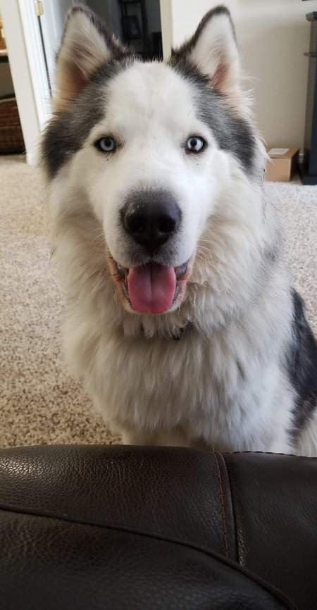 Entry image for Maverick. Clicking this image will show a larger photo