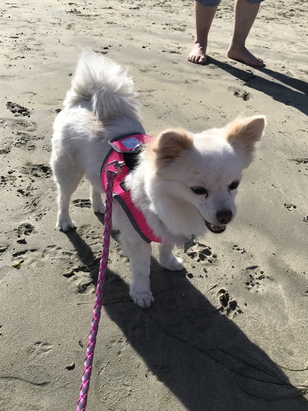 Entry image for Coco. Clicking this image will show a larger photo