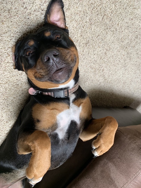 Entry image for Lily . Clicking this image will show a larger photo