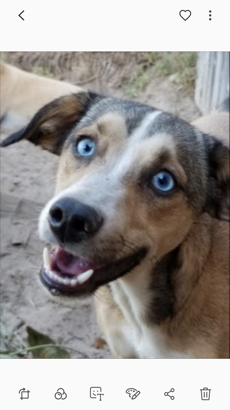 Entry image for Frankie. Clicking this image will show a larger photo