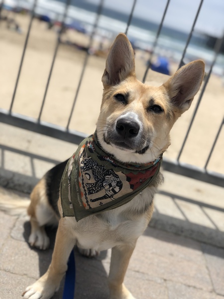 Entry image for Bella. Clicking this image will show a larger photo