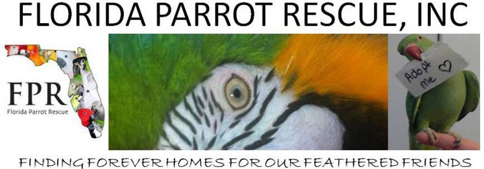 Banner for 50 Shades of African Grey