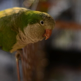 Entry image for Gordito