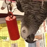 Entry image for Bob E Bird