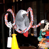 Entry image for Bob E Bird