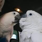 Entry image for Kenny (21 yr) Kasper (16 yr)are rescues 