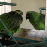 Entry image for Skippy, Geriatric Yellow Naped Amazon