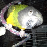 Entry image for Sweetie Senegal
