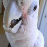 Entry image for Coco - PLEASE NOTICE ME!  I AM RIGHT HERE!  HELLO!!!!!
