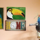 Entry image for Baby - Karen Mc's Congo African Grey 2