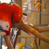 Entry image for Mickey the Scarlet Macaw