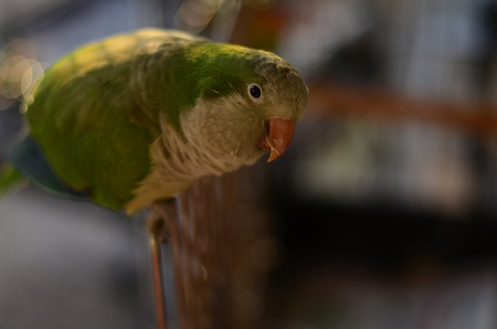 Entry image for Gordito. Clicking this image will show a larger photo