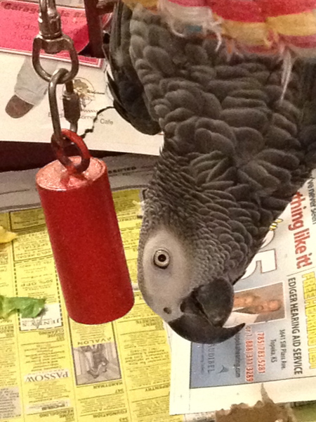 Entry image for Bob E Bird. Clicking this image will show a larger photo