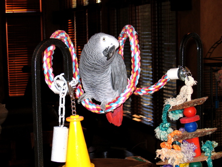 Entry image for Bob E Bird. Clicking this image will show a larger photo