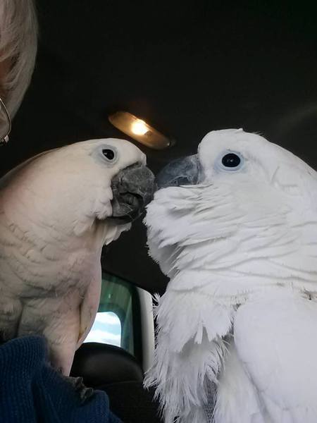 Entry image for Kenny (21 yr) Kasper (16 yr)are rescues . Clicking this image will show a larger photo
