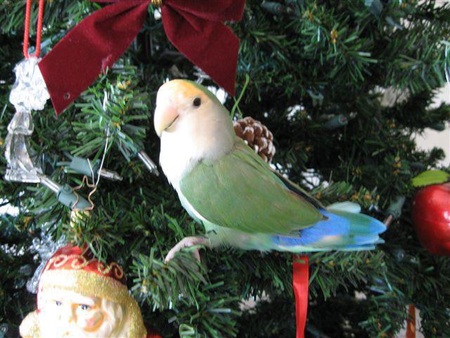 Entry image for Merlin. Clicking this image will show a larger photo
