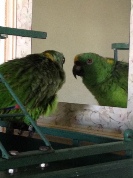 Entry image for Skippy, Geriatric Yellow Naped Amazon. Clicking this image will show a larger photo