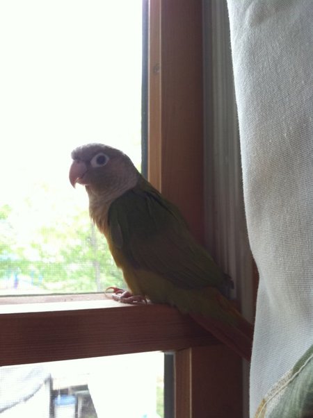 Entry image for Kolya. Clicking this image will show a larger photo