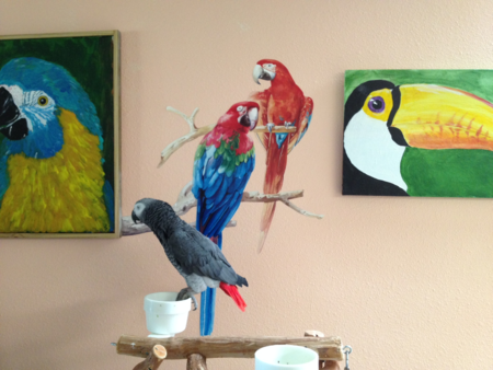 Entry image for Baby, Karen Mc's Congo African Grey. Clicking this image will show a larger photo