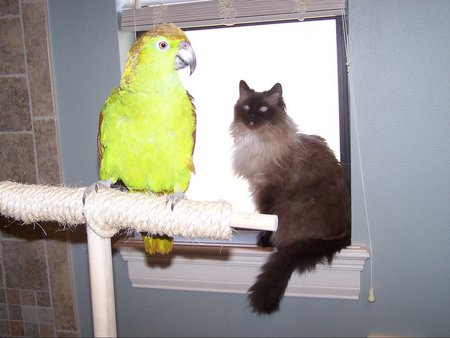 Entry image for Roscoe. Clicking this image will show a larger photo