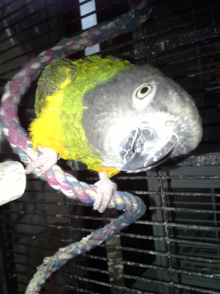 Entry image for Sweetie Senegal. Clicking this image will show a larger photo