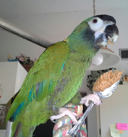 Entry image for Paco  mini mac. Clicking this image will show a larger photo