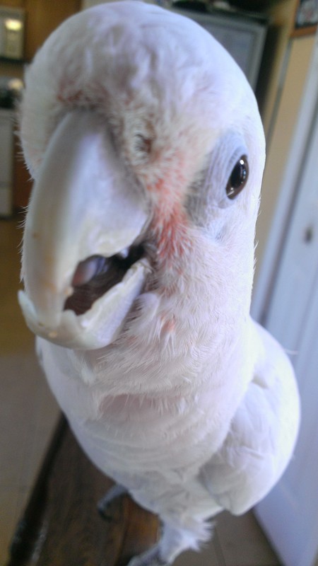 Entry image for Coco - PLEASE NOTICE ME!  I AM RIGHT HERE!  HELLO!!!!!. Clicking this image will show a larger photo