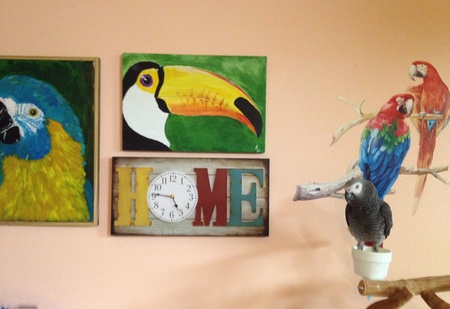 Entry image for Baby - Karen Mc's Congo African Grey 2. Clicking this image will show a larger photo