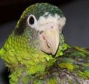 Entry image for Cuca. Clicking this image will show a larger photo