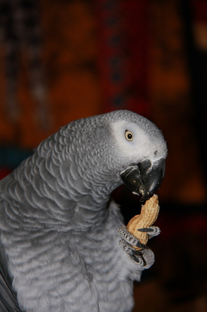 Entry image for KayKay. Clicking this image will show a larger photo