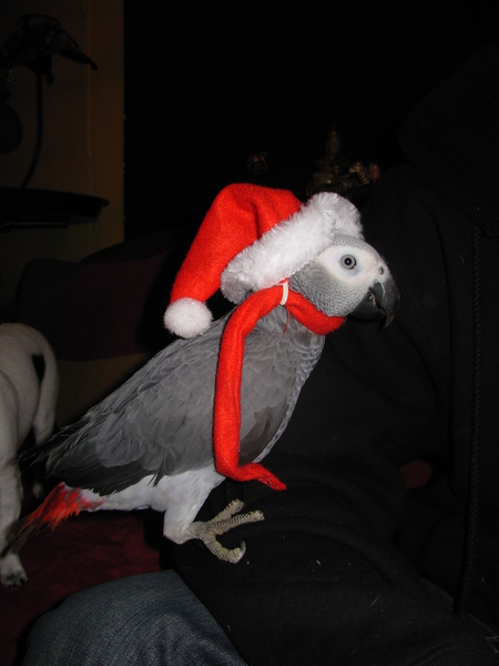 Entry image for Pepper. Clicking this image will show a larger photo