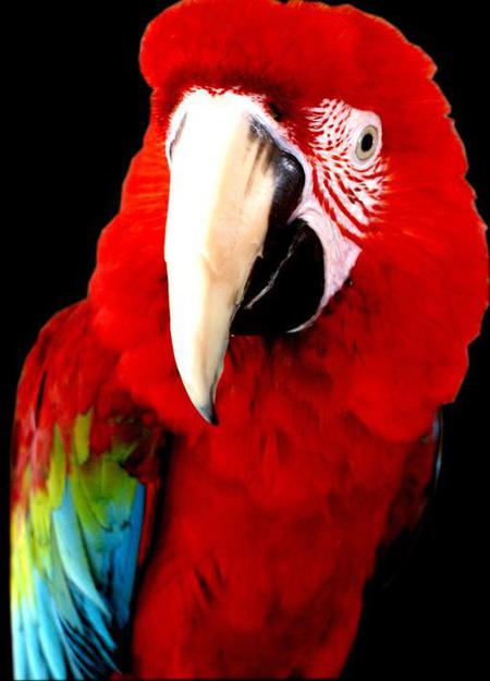 Entry image for elmo. Clicking this image will show a larger photo