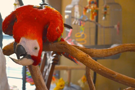 Entry image for Mickey the Scarlet Macaw. Clicking this image will show a larger photo