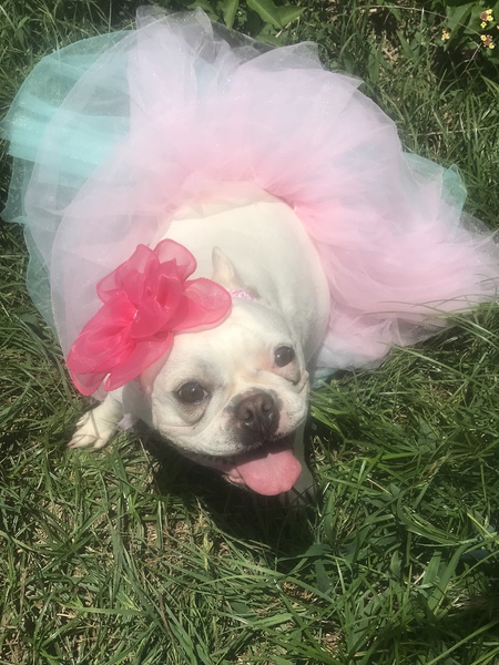 Entry image for Sugar. Clicking this image will show a larger photo