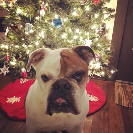 Entry image for Dexter. Clicking this image will show a larger photo