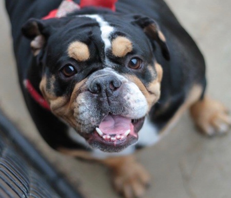 Entry image for Penny. Clicking this image will show a larger photo