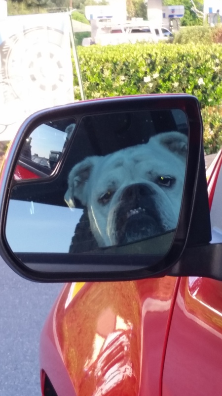 Entry image for Max. Clicking this image will show a larger photo
