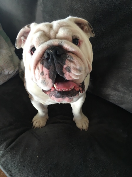 Entry image for Marley . Clicking this image will show a larger photo