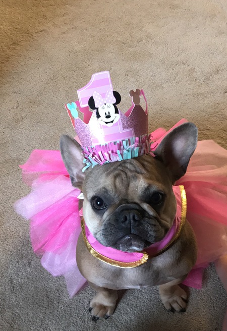 Entry image for Lola. Clicking this image will show a larger photo